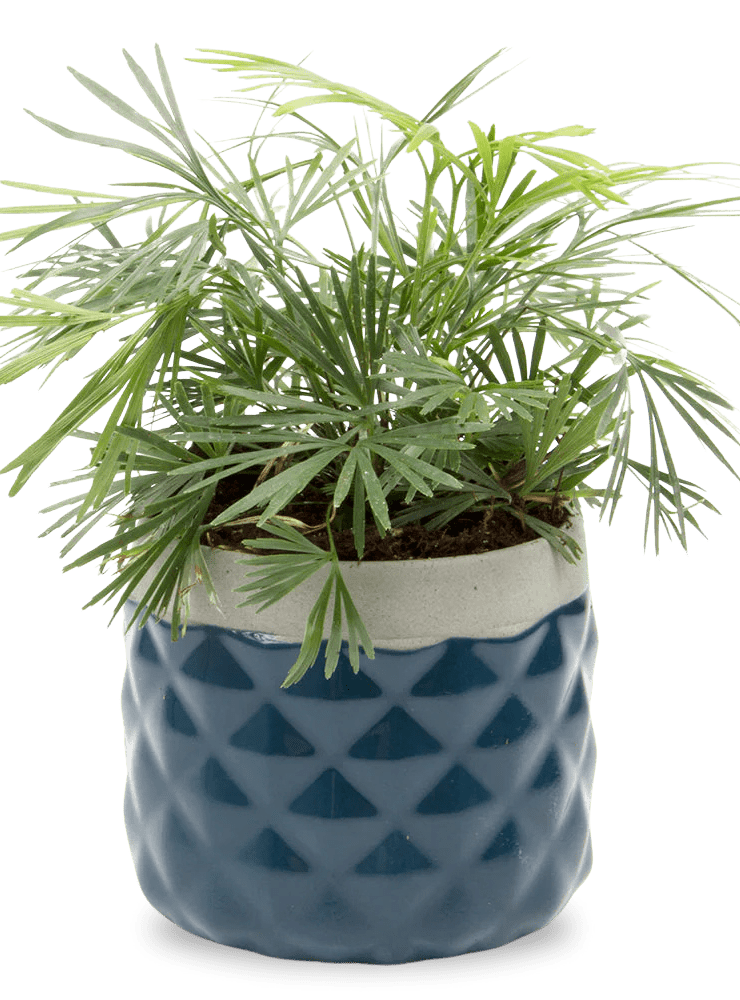 Pina Ceramic Succulent Planter Pot - Chive Ceramics Studio - Pots - Chive Ceramics Studio