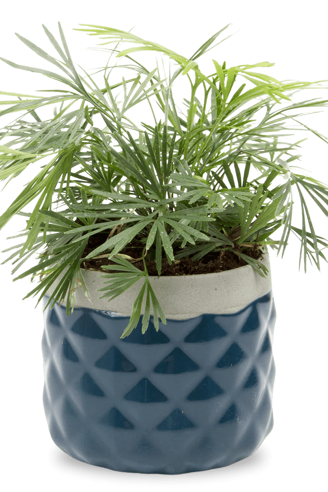 Pina Ceramic Succulent Planter Pot - Chive Ceramics Studio - Pots - Chive Ceramics Studio