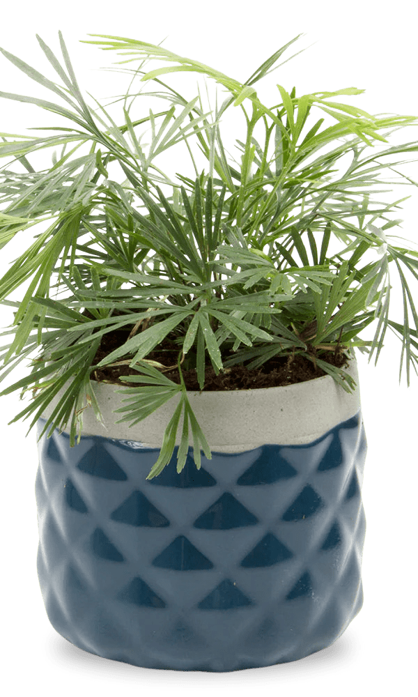 Pina Ceramic Succulent Planter Pot - Chive Ceramics Studio - Pots - Chive Ceramics Studio