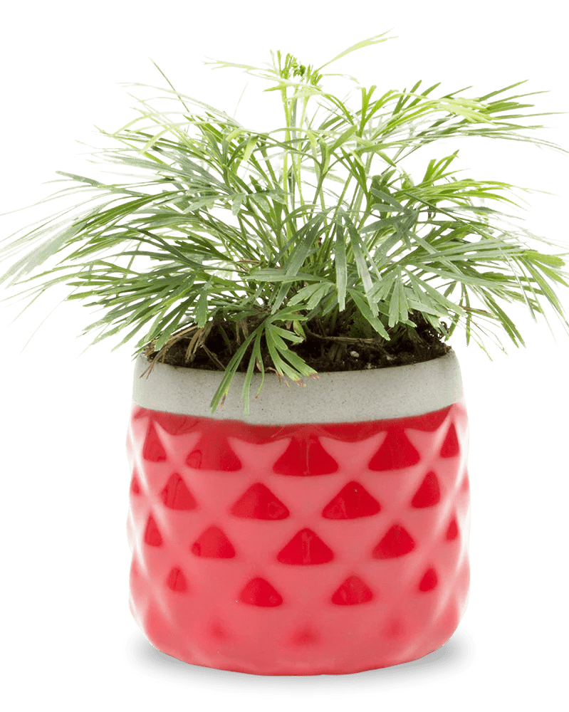 Pina Ceramic Succulent Planter Pot - Chive Ceramics Studio - Pots - Chive Ceramics Studio