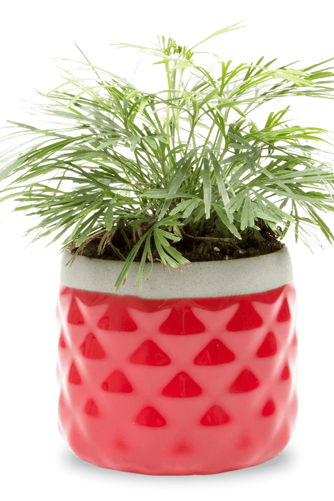 Pina Ceramic Succulent Planter Pot - Chive Ceramics Studio - Pots - Chive Ceramics Studio