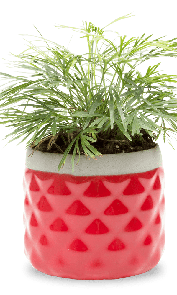 Pina Ceramic Succulent Planter Pot - Chive Ceramics Studio - Pots - Chive Ceramics Studio