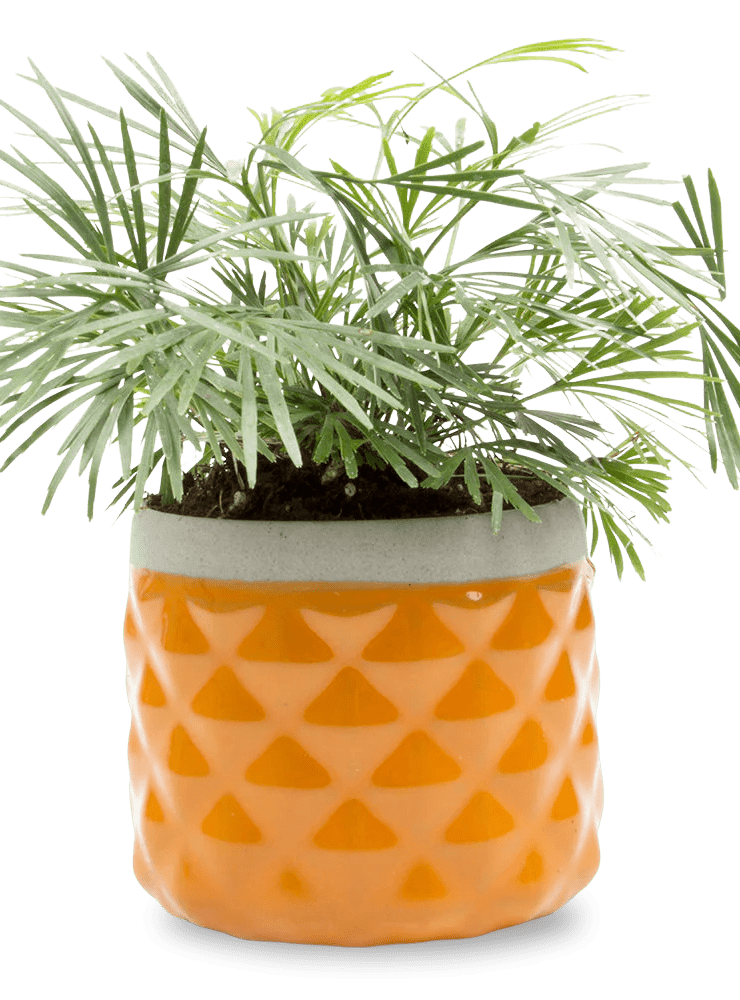 Pina Ceramic Succulent Planter Pot - Chive Ceramics Studio - Pots - Chive Ceramics Studio