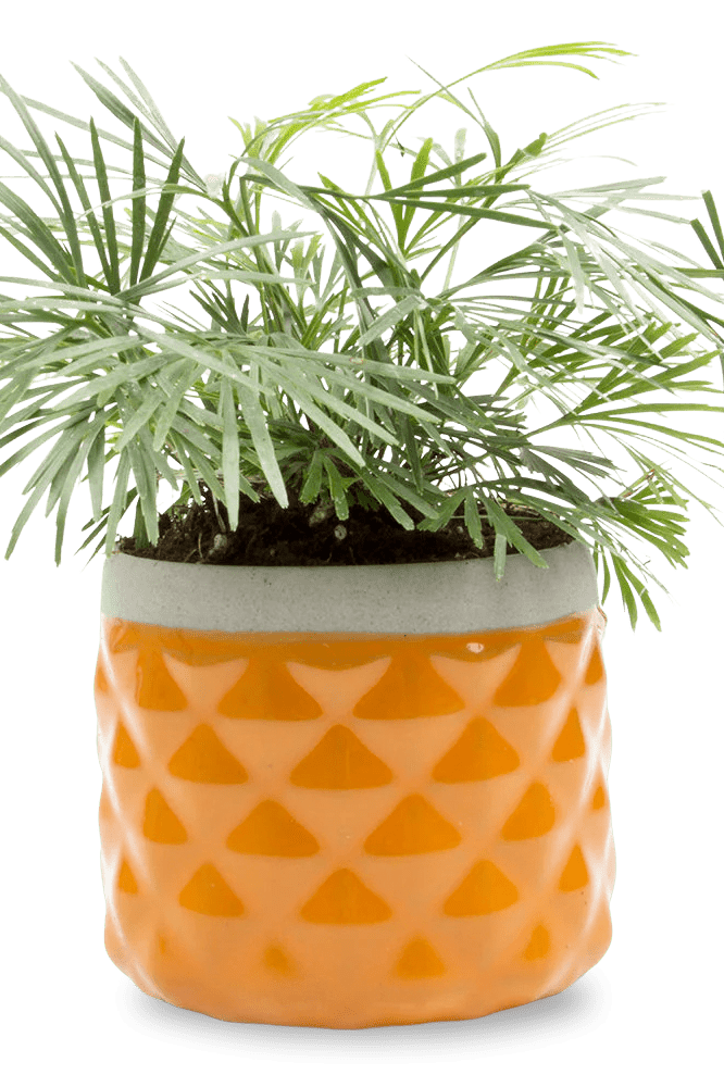 Pina Ceramic Succulent Planter Pot - Chive Ceramics Studio - Pots - Chive Ceramics Studio