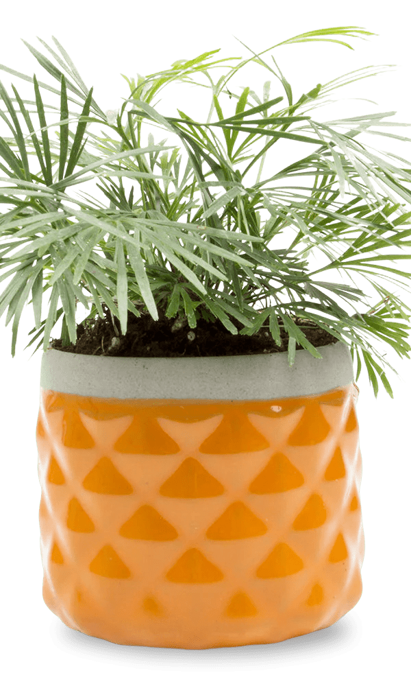 Pina Ceramic Succulent Planter Pot - Chive Ceramics Studio - Pots - Chive Ceramics Studio