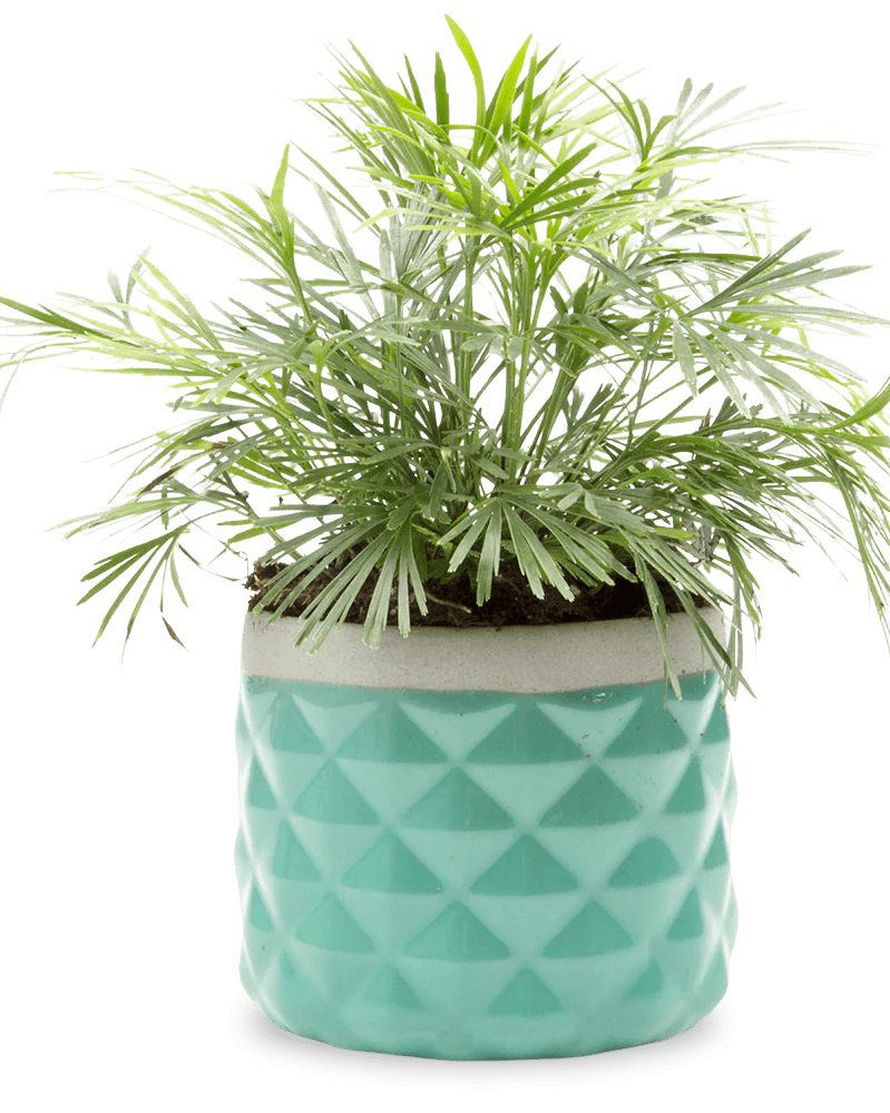 Pina Ceramic Succulent Planter Pot - Chive Ceramics Studio - Pots - Chive Ceramics Studio