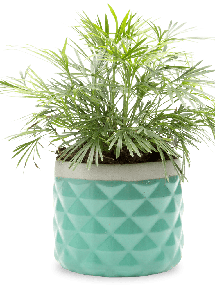 Pina Ceramic Succulent Planter Pot - Chive Ceramics Studio - Pots - Chive Ceramics Studio