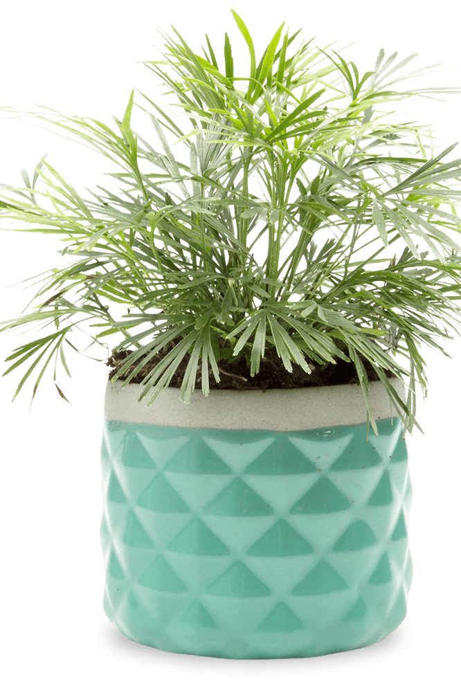 Pina Ceramic Succulent Planter Pot - Chive Ceramics Studio - Pots - Chive Ceramics Studio