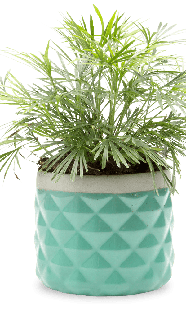 Pina Ceramic Succulent Planter Pot - Chive Ceramics Studio - Pots - Chive Ceramics Studio
