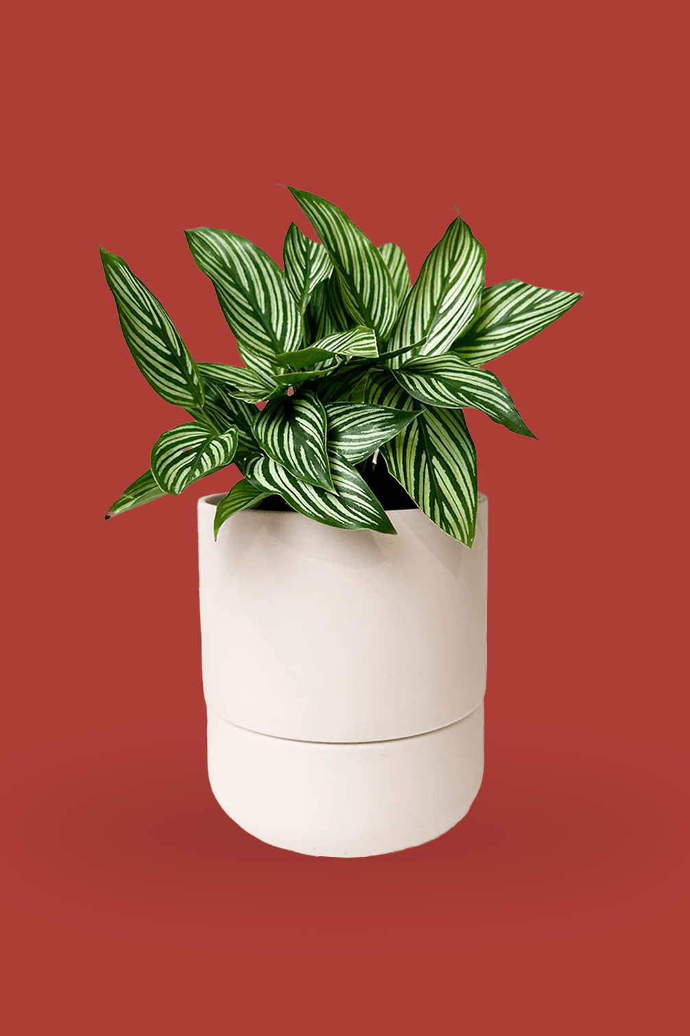 Ryan Self - Watering Plant Pots - Chive Ceramics Studio - Pots - Chive Ceramics Studio