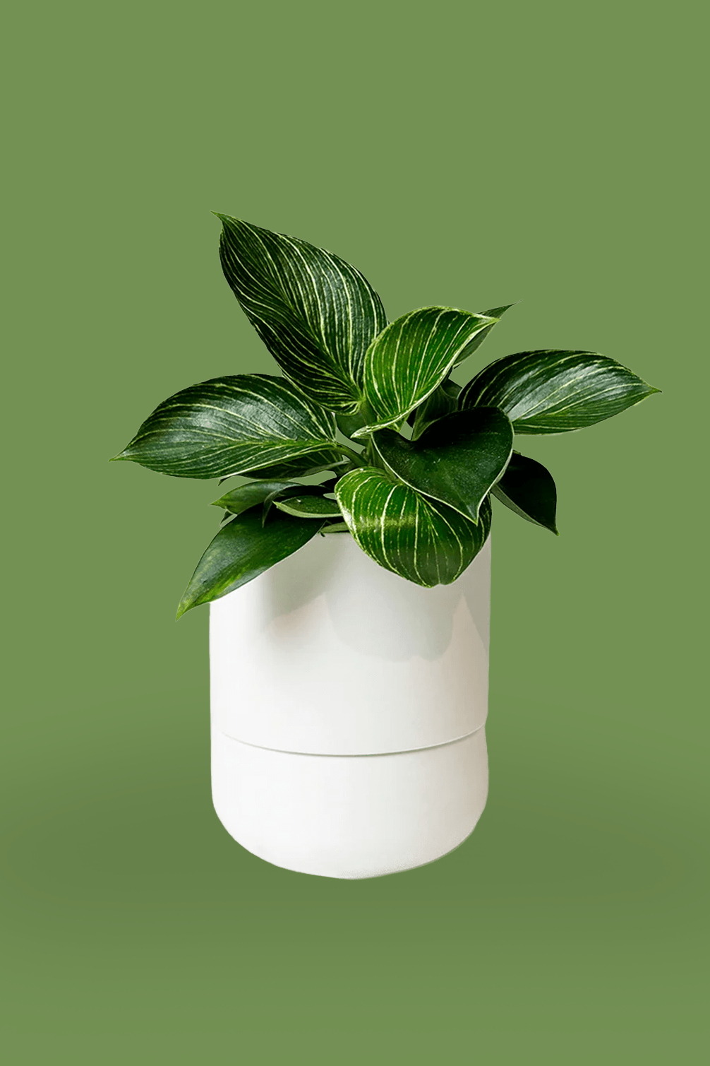 Ryan Self - Watering Plant Pots - Chive Ceramics Studio - Pots - Chive Ceramics Studio