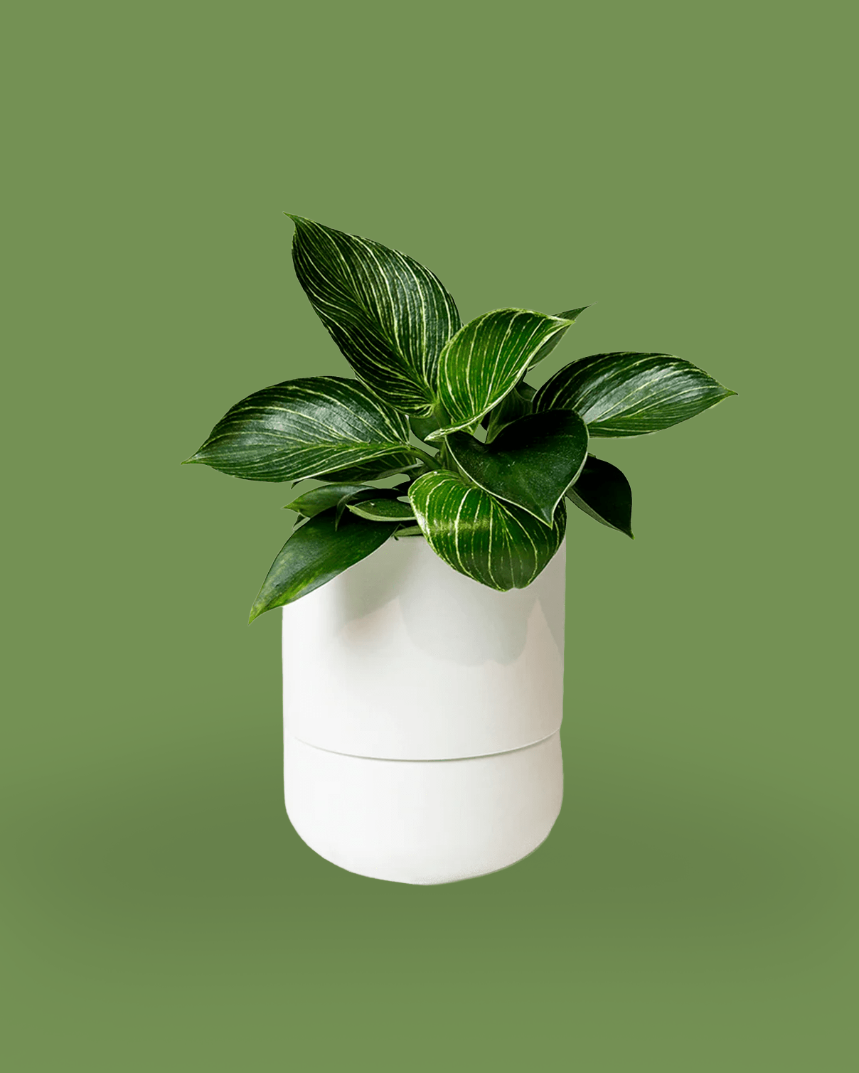 Ryan Self - Watering Plant Pots - Chive Ceramics Studio - Pots - Chive Ceramics Studio