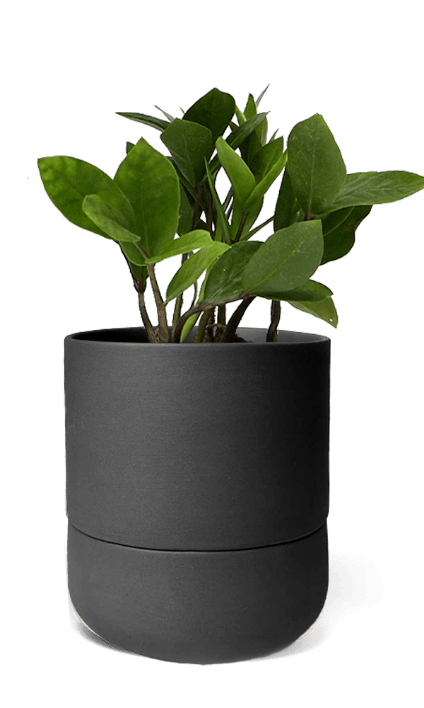 Ryan Self - Watering Plant Pots - Chive Ceramics Studio - Pots - Chive US