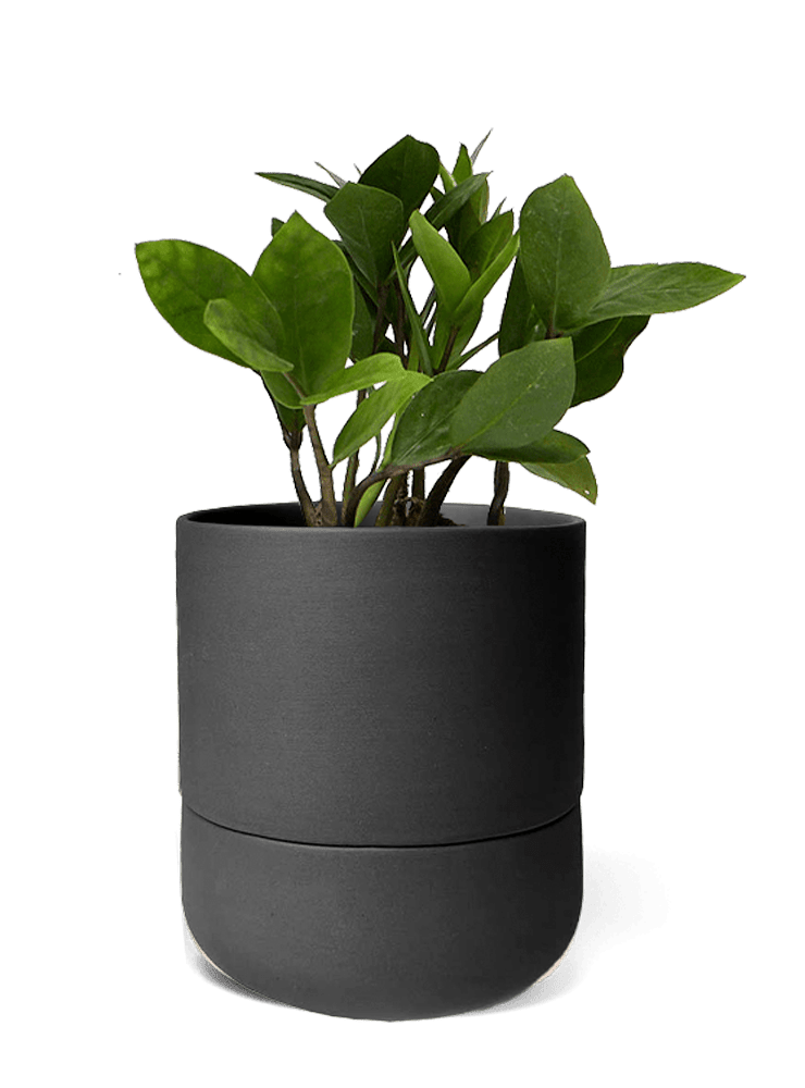 Ryan Self - Watering Plant Pots - Chive Ceramics Studio - Pots - Chive US