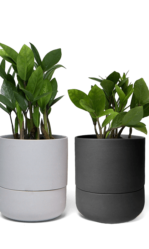 Ryan Self - Watering Plant Pots - Chive Ceramics Studio - Pots - Chive US