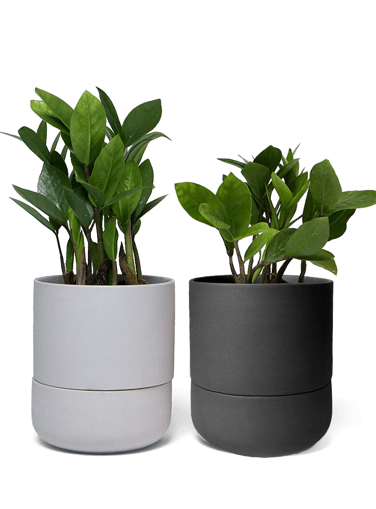 Ryan Self - Watering Plant Pots - Chive Ceramics Studio - Pots - Chive US