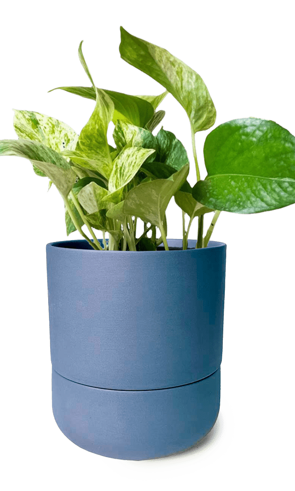 Ryan Self - Watering Plant Pots - Chive Ceramics Studio - Pots - Chive US