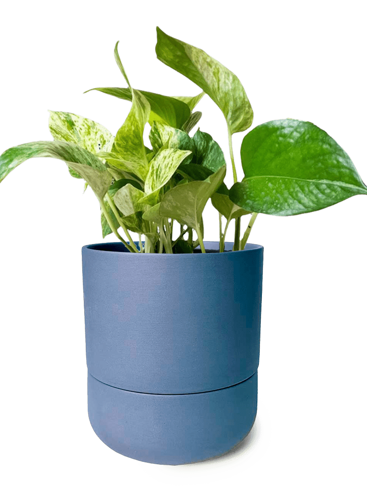 Ryan Self - Watering Plant Pots - Chive Ceramics Studio - Pots - Chive US