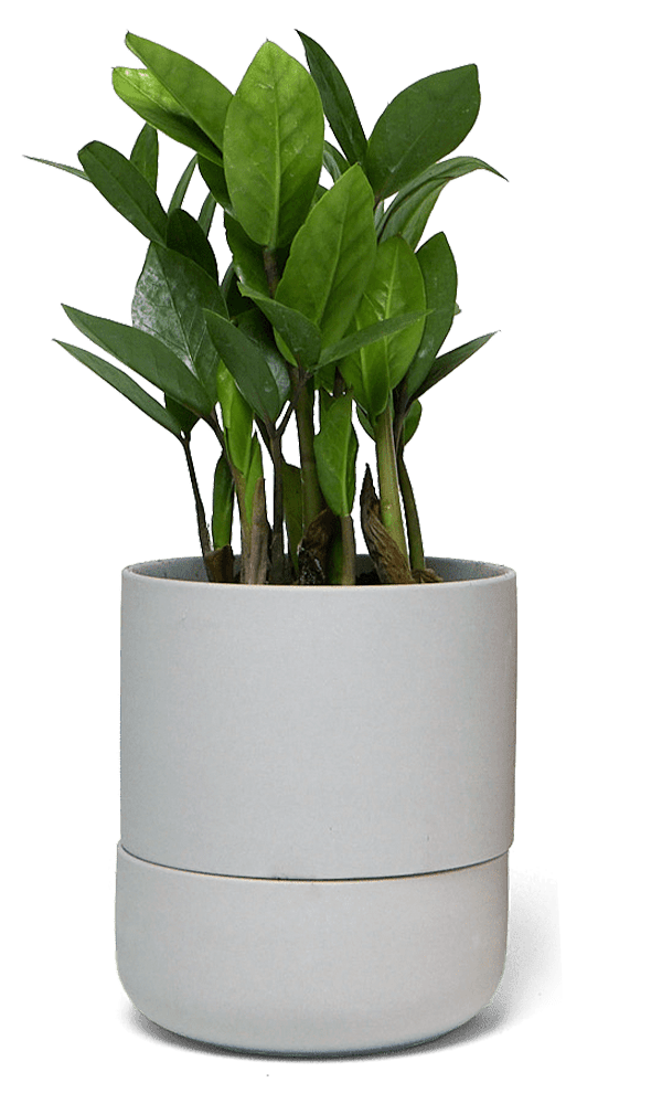 Ryan Self - Watering Plant Pots - Chive Ceramics Studio - Pots - Chive US
