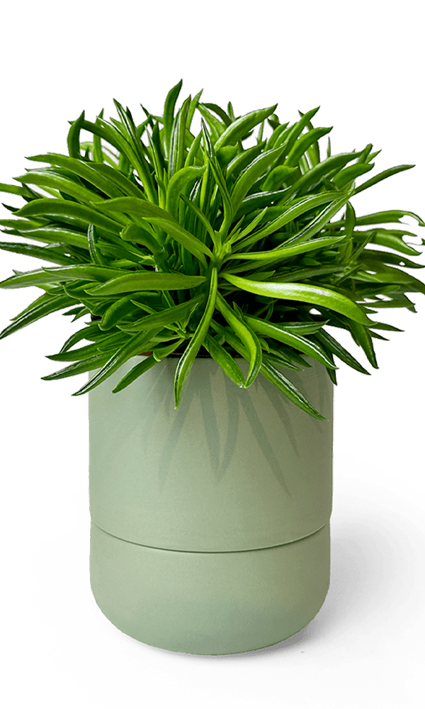 Ryan Self - Watering Plant Pots - Chive Ceramics Studio - Pots - Chive US