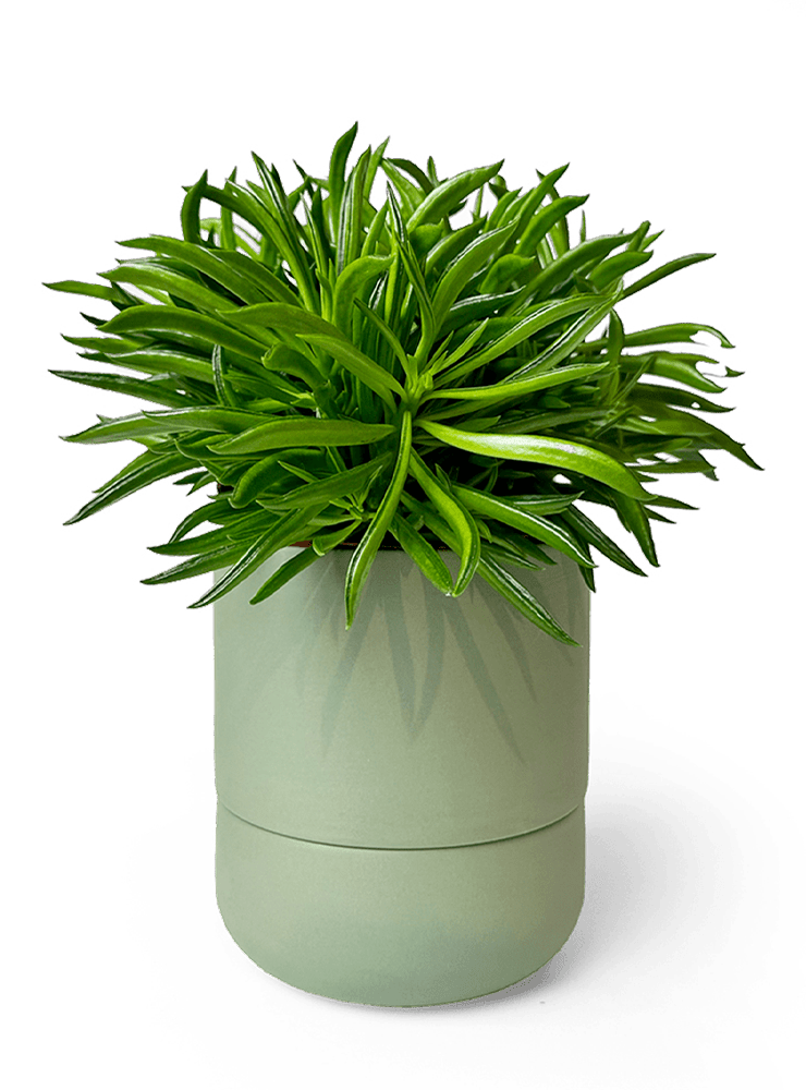 Ryan Self - Watering Plant Pots - Chive Ceramics Studio - Pots - Chive US