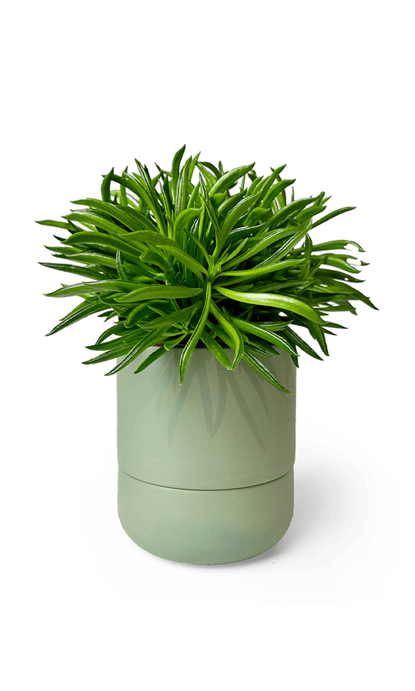 Ryan Self - Watering Plant Pots - Chive Ceramics Studio - Pots - Chive US