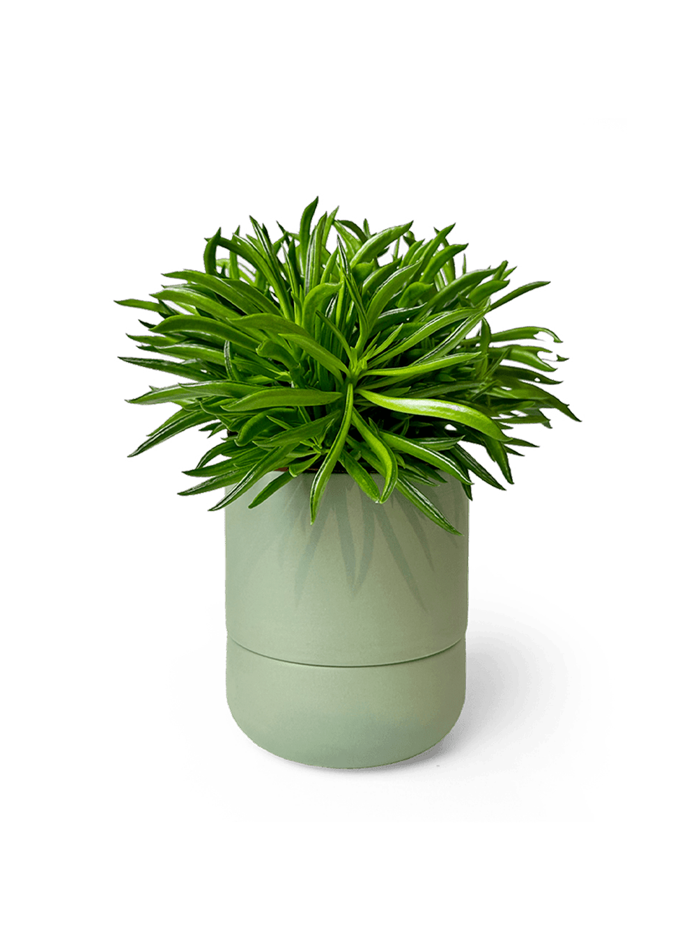 Ryan Self - Watering Plant Pots - Chive Ceramics Studio - Pots - Chive US