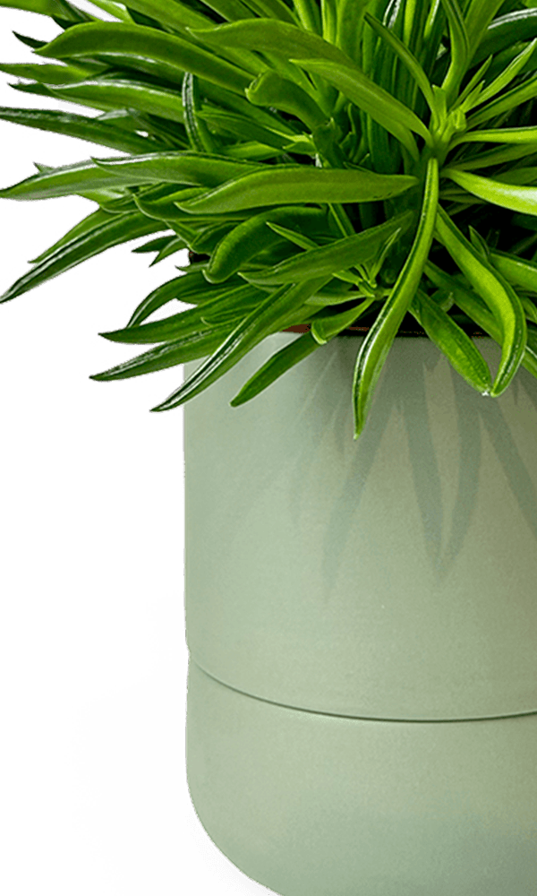 Ryan Self - Watering Plant Pots - Chive Ceramics Studio - Pots - Chive US