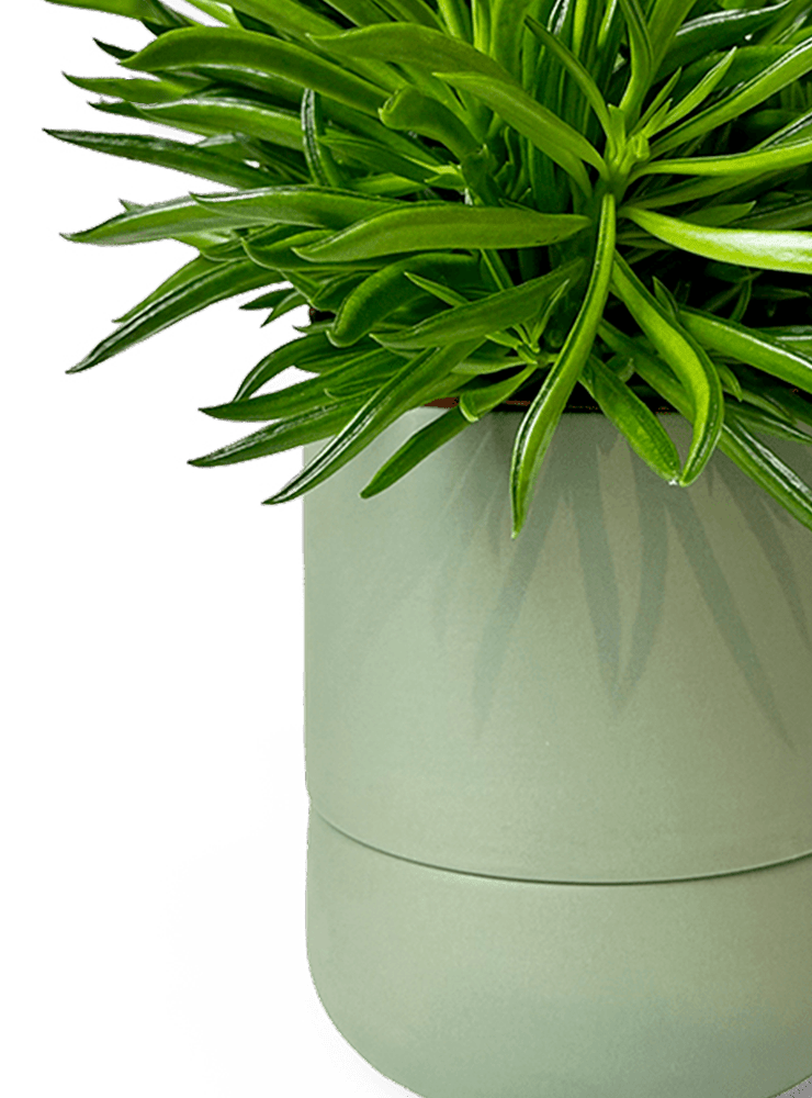 Ryan Self - Watering Plant Pots - Chive Ceramics Studio - Pots - Chive US