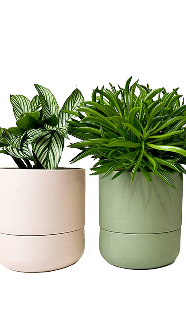 Ryan Self - Watering Plant Pots - Chive Ceramics Studio - Pots - Chive US