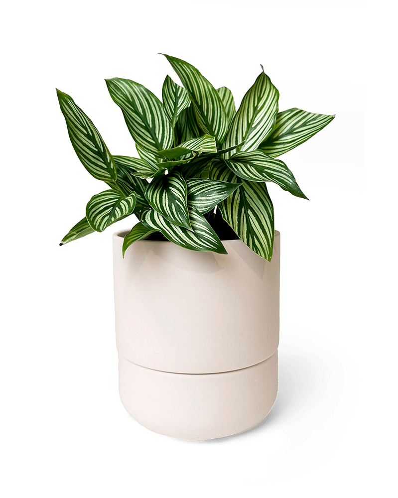 Ryan Self - Watering Plant Pots - Chive Ceramics Studio - Pots - Chive US