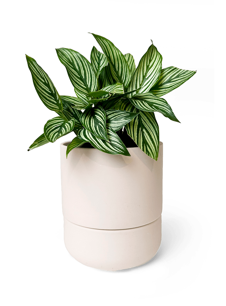 Ryan Self - Watering Plant Pots - Chive Ceramics Studio - Pots - Chive US