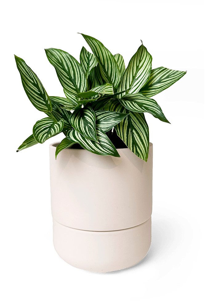 Ryan Self - Watering Plant Pots - Chive Ceramics Studio - Pots - Chive US