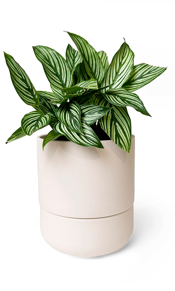Ryan Self - Watering Plant Pots - Chive Ceramics Studio - Pots - Chive US