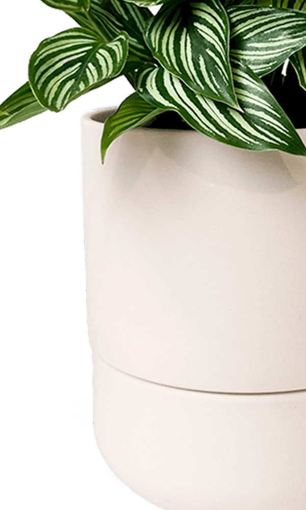 Ryan Self - Watering Plant Pots - Chive Ceramics Studio - Pots - Chive US