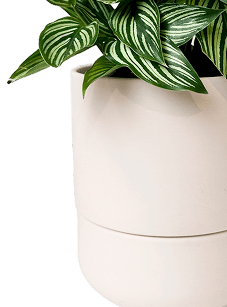 Ryan Self - Watering Plant Pots - Chive Ceramics Studio - Pots - Chive US