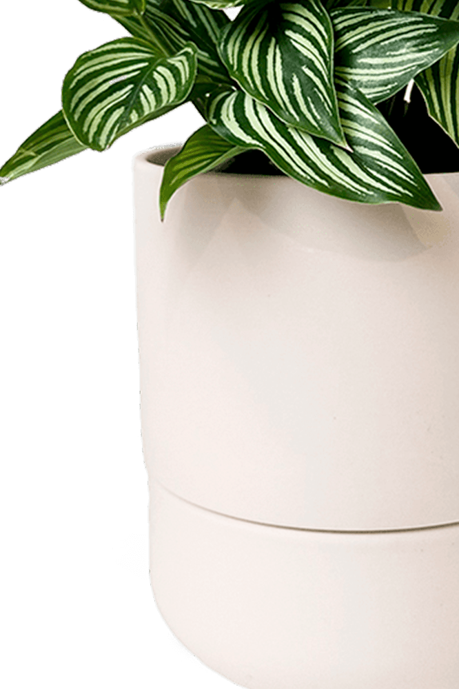 Ryan Self - Watering Plant Pots - Chive Ceramics Studio - Pots - Chive US