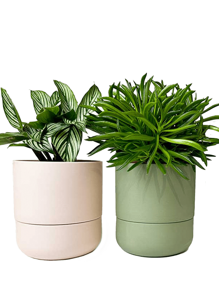 Ryan Self - Watering Plant Pots - Chive Ceramics Studio - Pots - Chive US