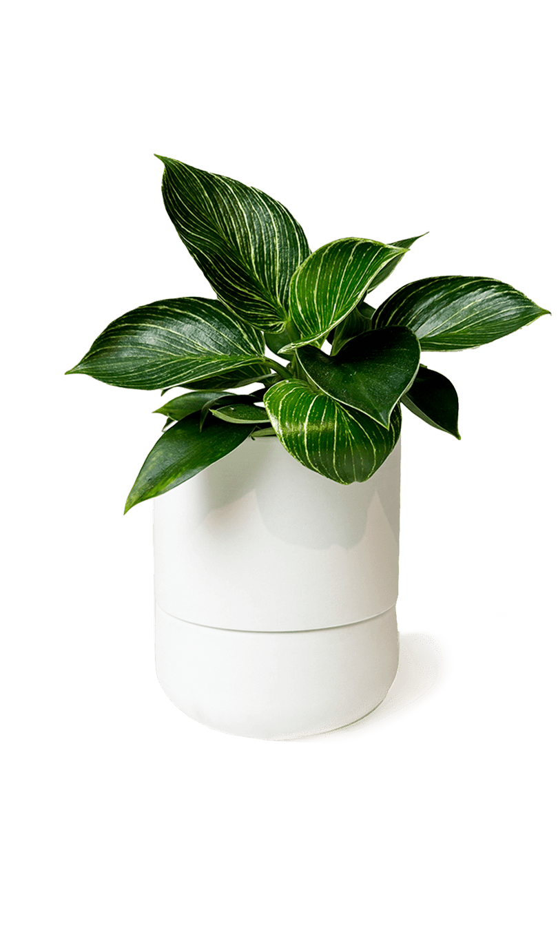 Ryan Self - Watering Plant Pots - Chive Ceramics Studio - Pots - Chive US