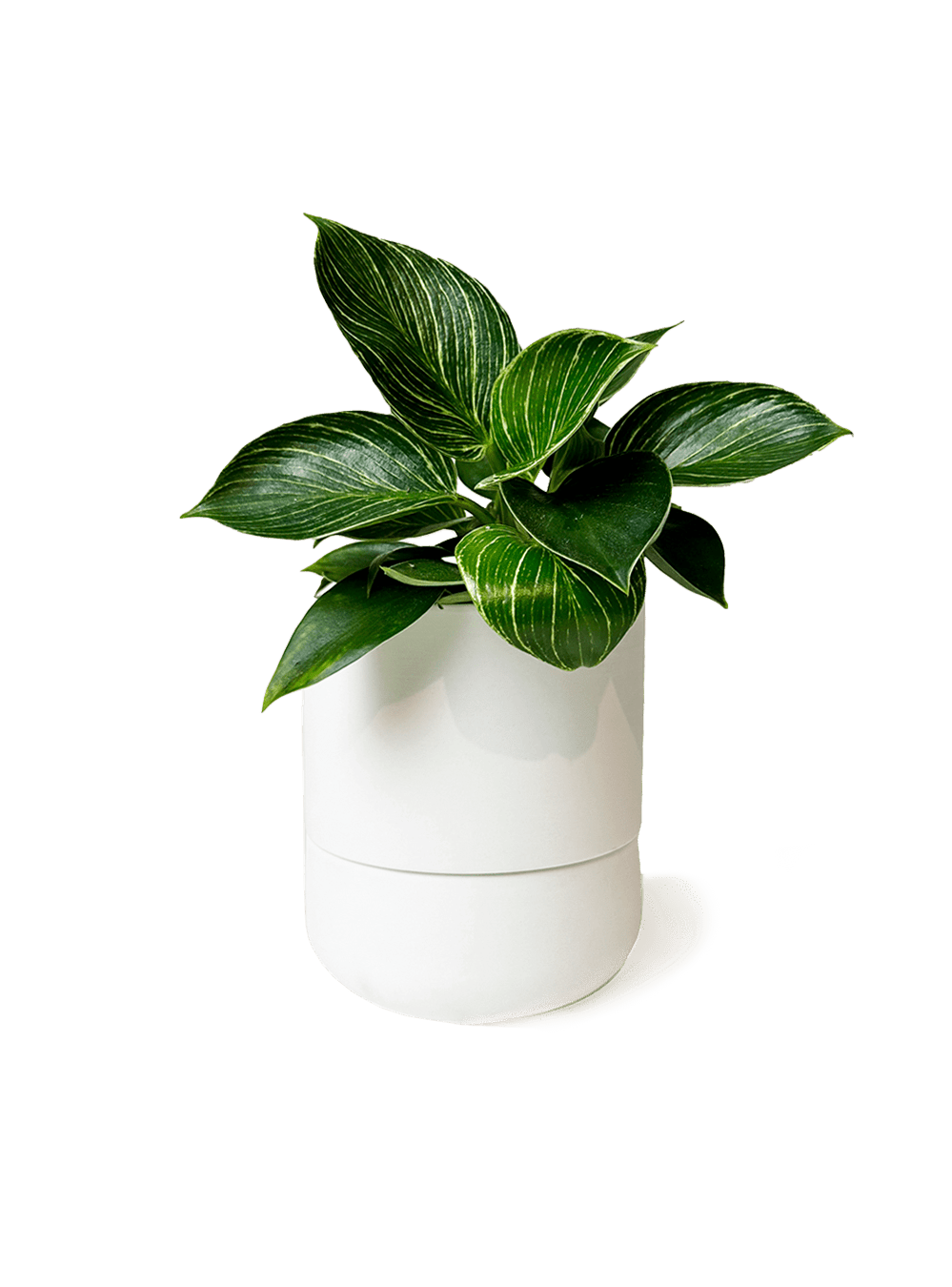 Ryan Self - Watering Plant Pots - Chive Ceramics Studio - Pots - Chive US