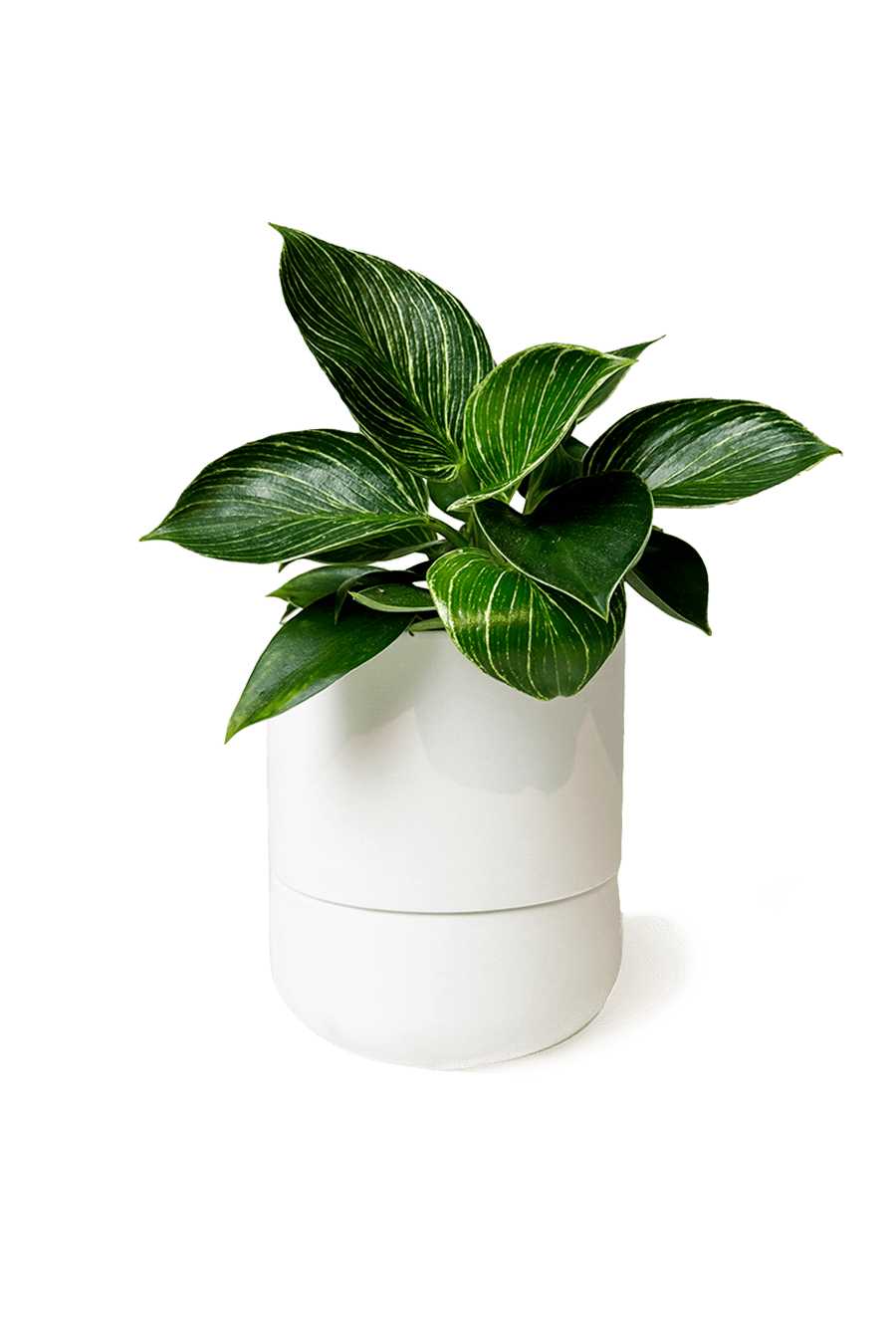 Ryan Self - Watering Plant Pots - Chive Ceramics Studio - Pots - Chive US