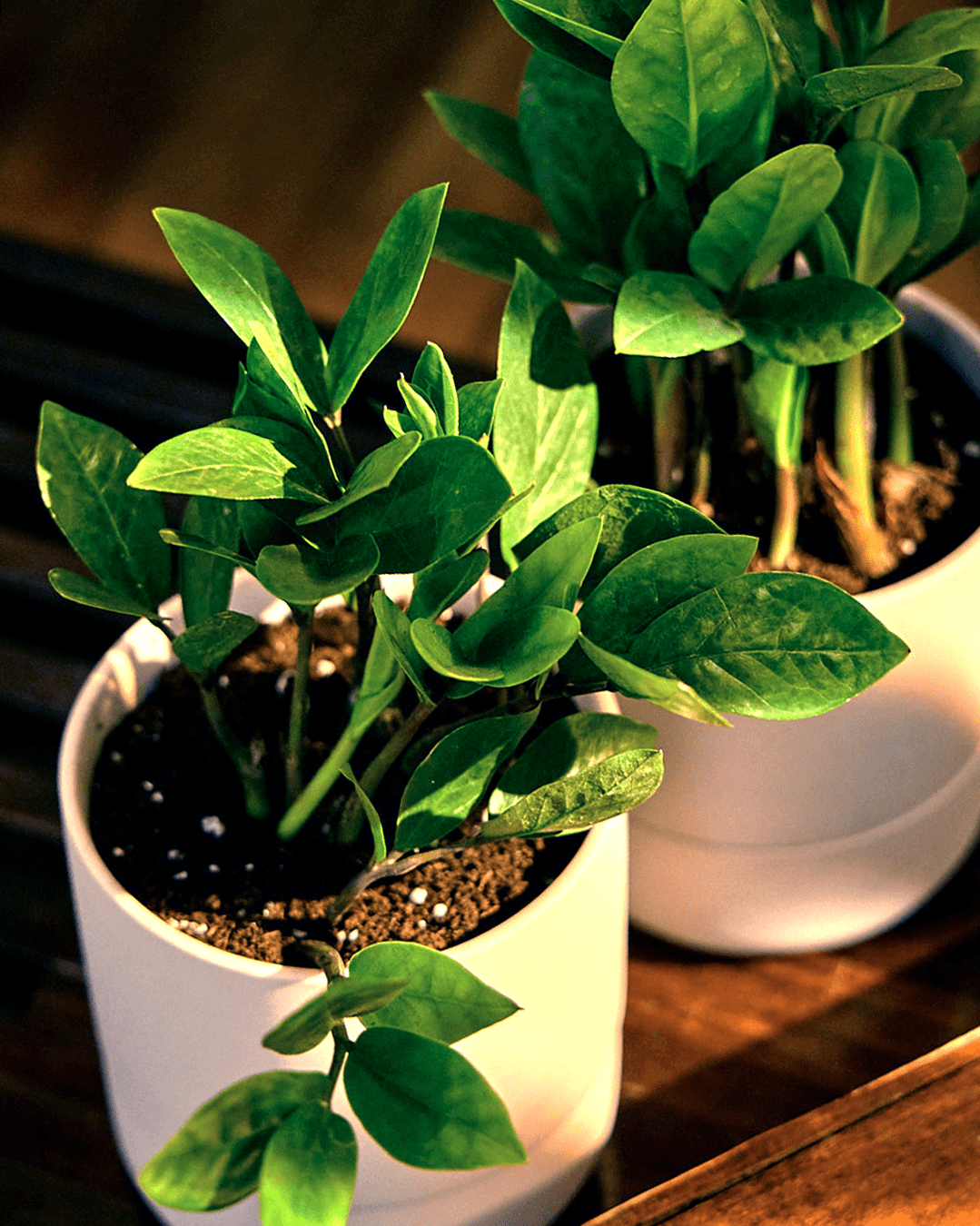 Ryan Self - Watering Plant Pots - Chive Ceramics Studio - Pots - Chive US