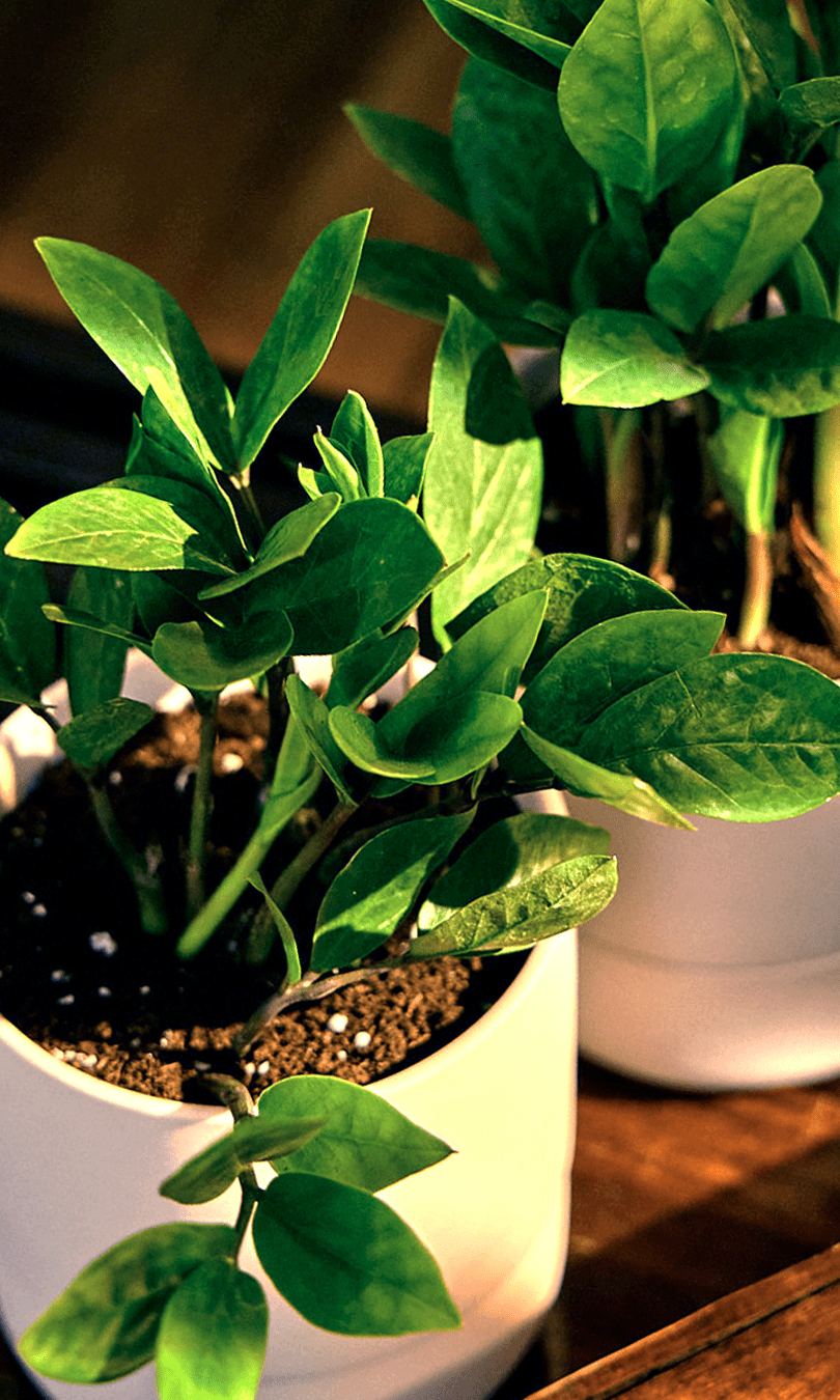 Ryan Self - Watering Plant Pots - Chive Ceramics Studio - Pots - Chive US