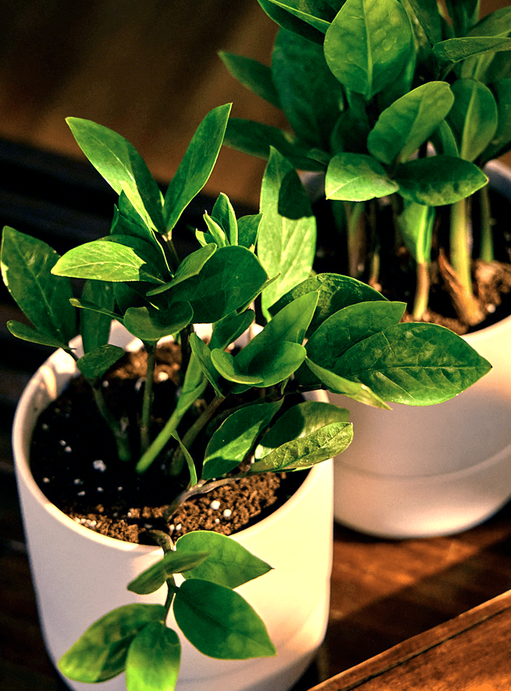 Ryan Self - Watering Plant Pots - Chive Ceramics Studio - Pots - Chive US