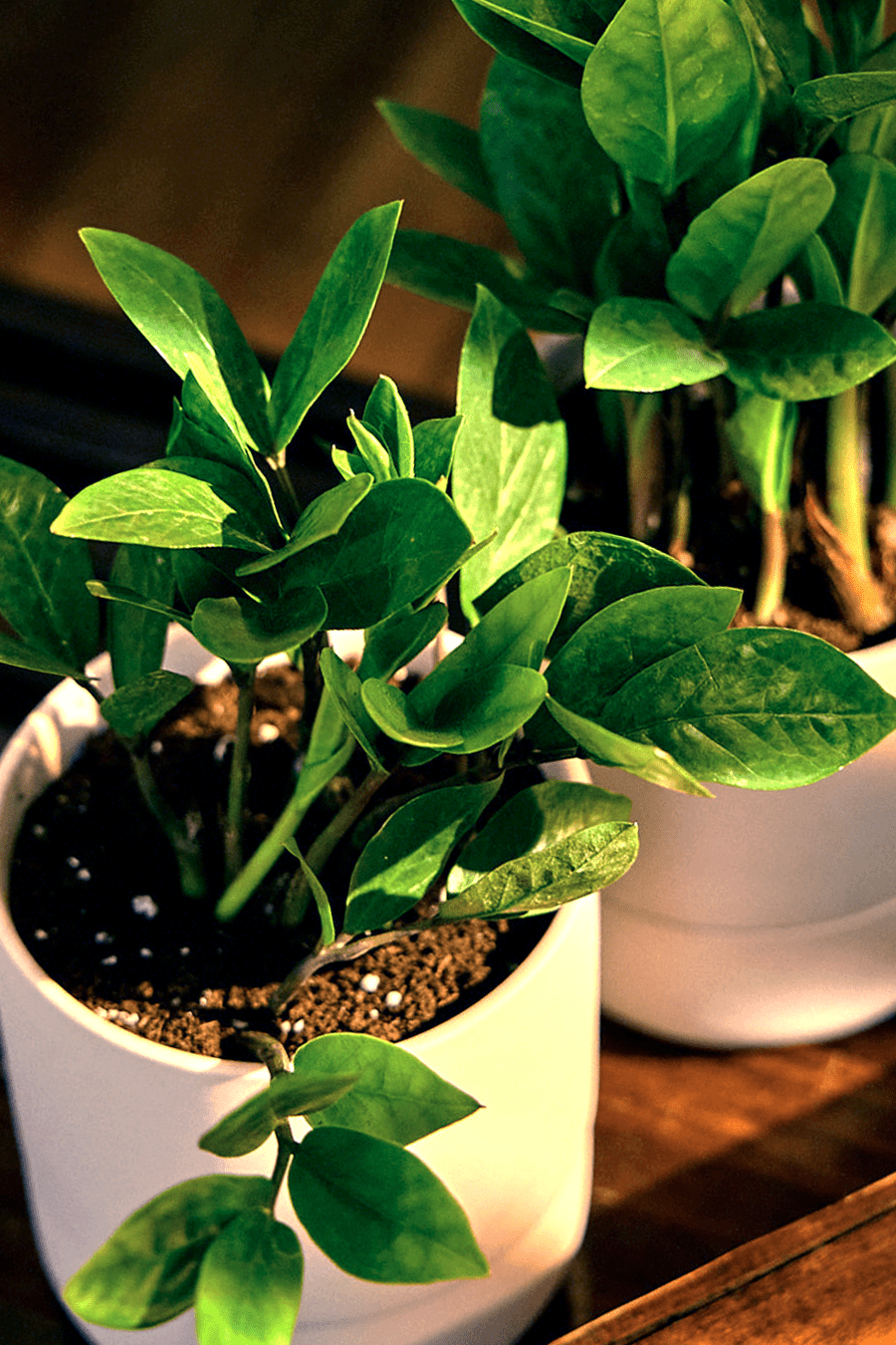 Ryan Self - Watering Plant Pots - Chive Ceramics Studio - Pots - Chive US