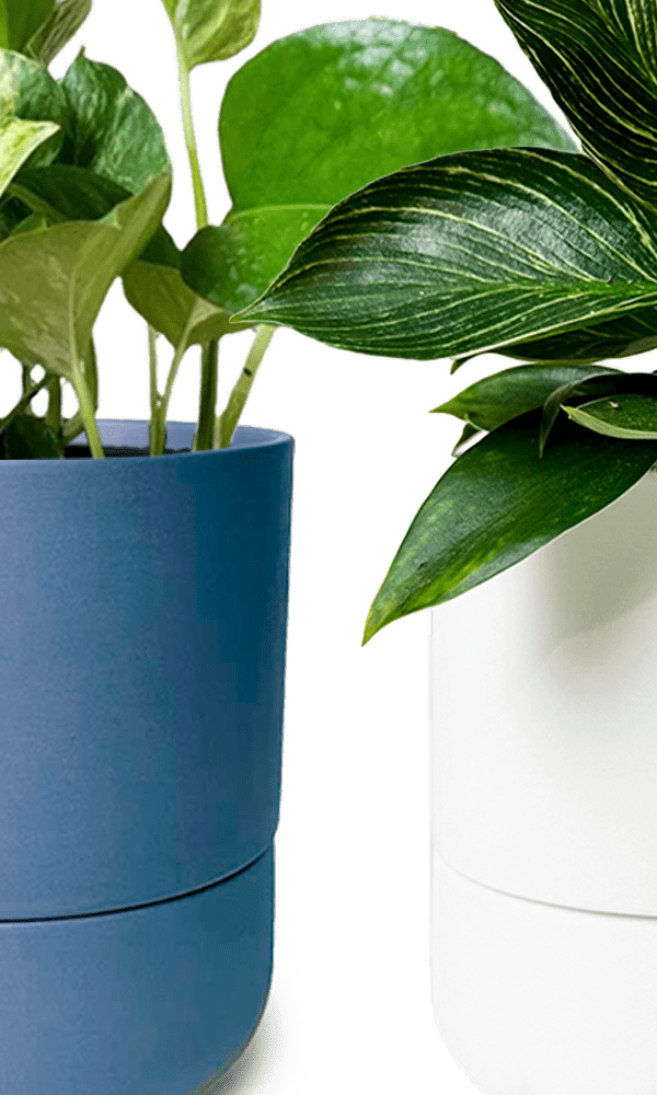 Ryan Self - Watering Plant Pots - Chive Ceramics Studio - Pots - Chive US