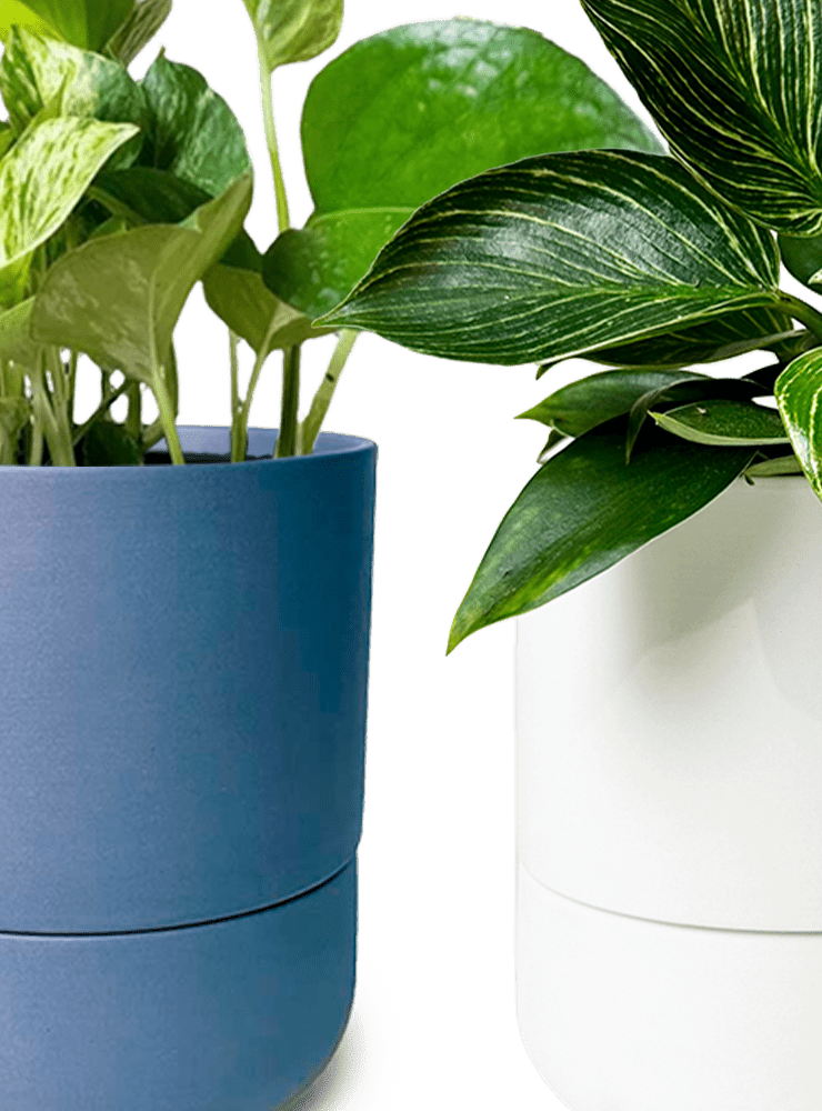 Ryan Self - Watering Plant Pots - Chive Ceramics Studio - Pots - Chive US