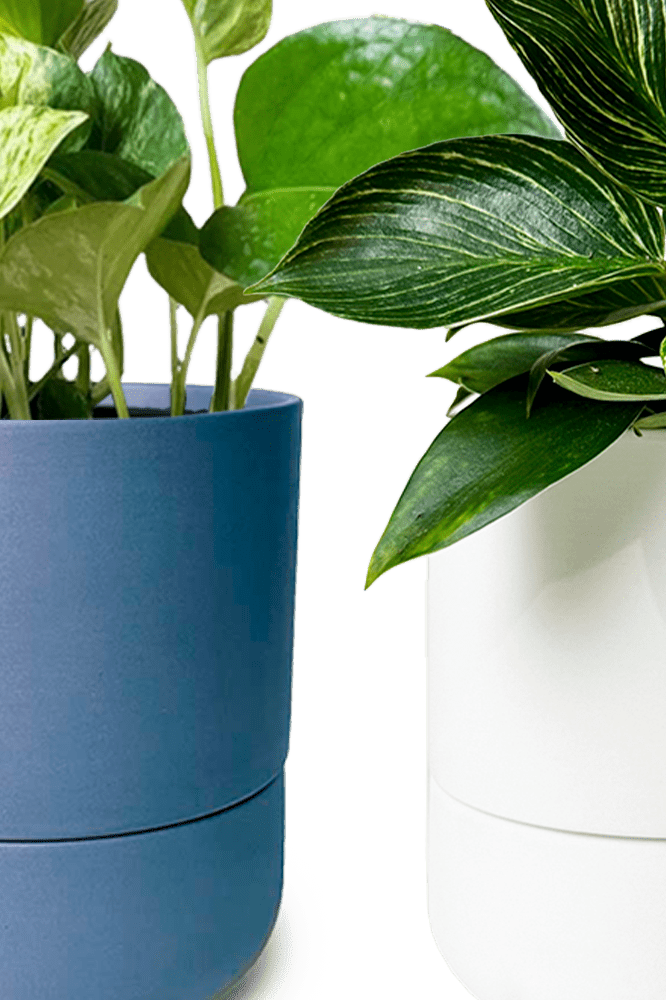 Ryan Self - Watering Plant Pots - Chive Ceramics Studio - Pots - Chive US