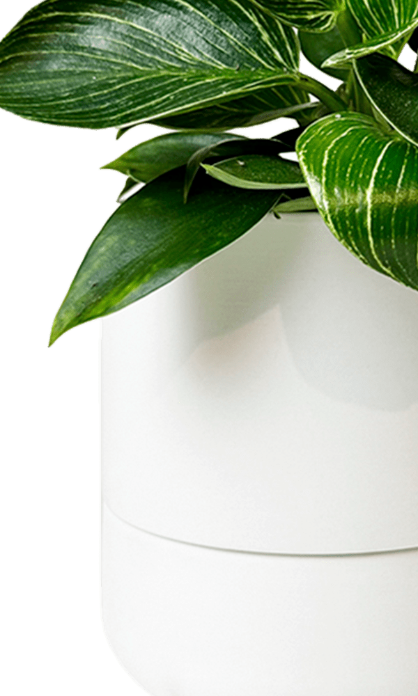 Ryan Self - Watering Plant Pots - Chive Ceramics Studio - Pots - Chive US