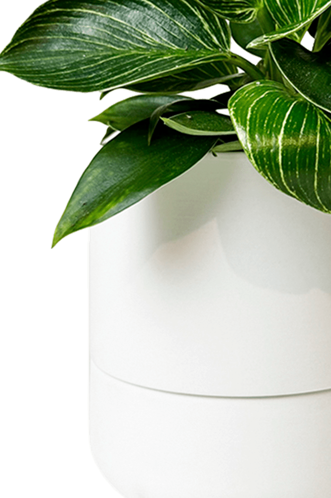 Ryan Self - Watering Plant Pots - Chive Ceramics Studio - Pots - Chive US